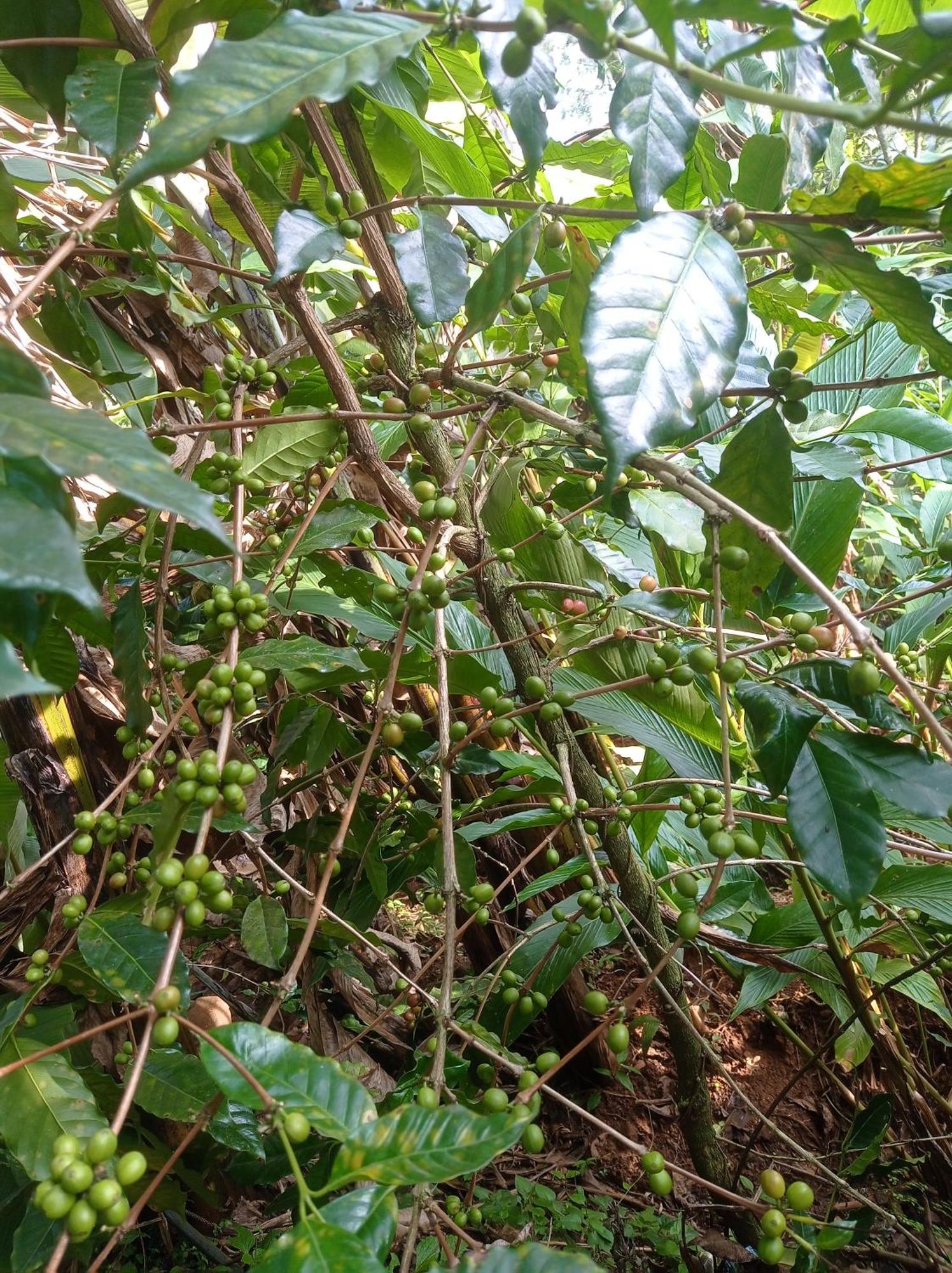 Munnar Home Stay Teadrops Plantation Villa Kültér fotó