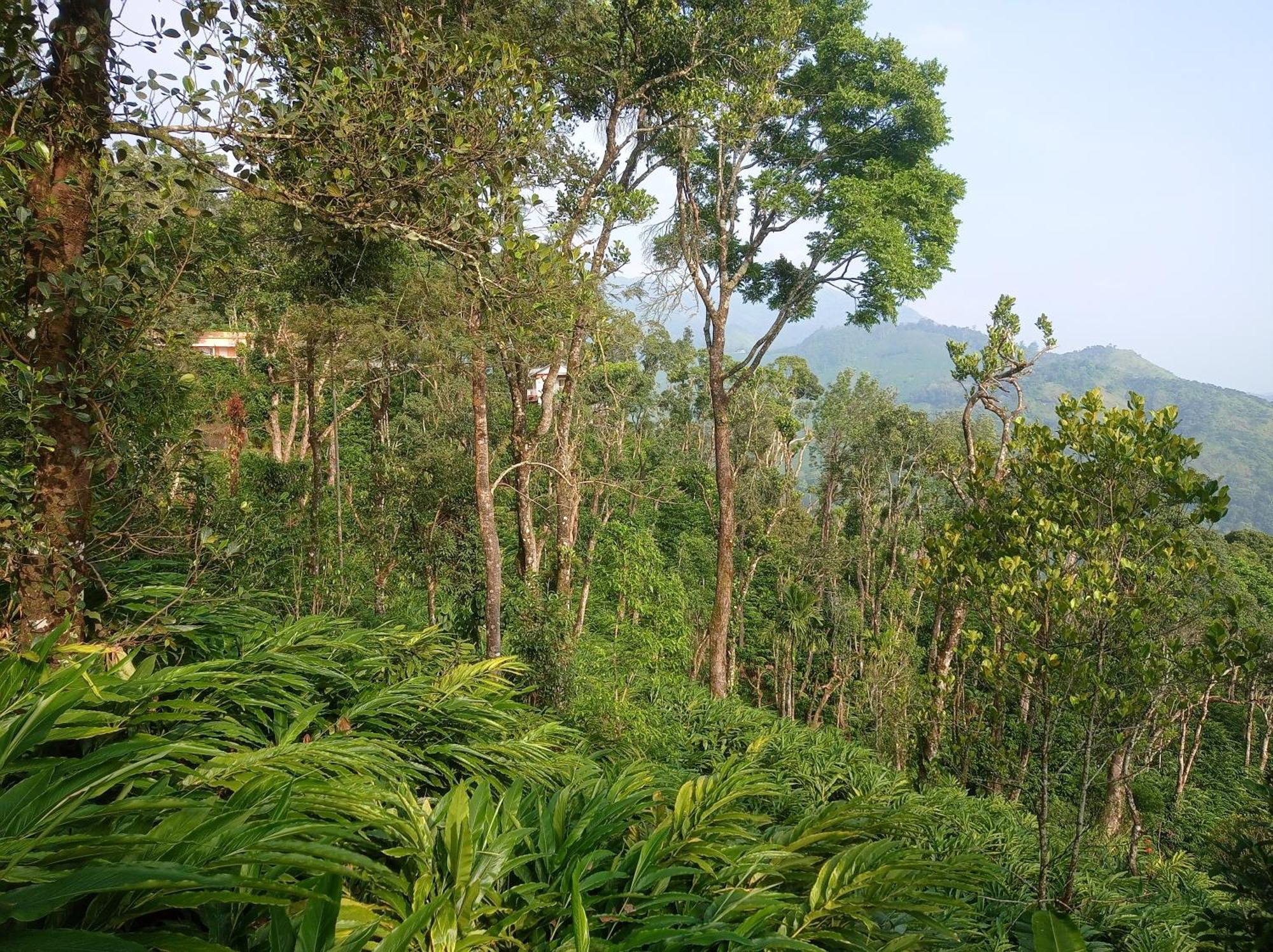 Munnar Home Stay Teadrops Plantation Villa Kültér fotó