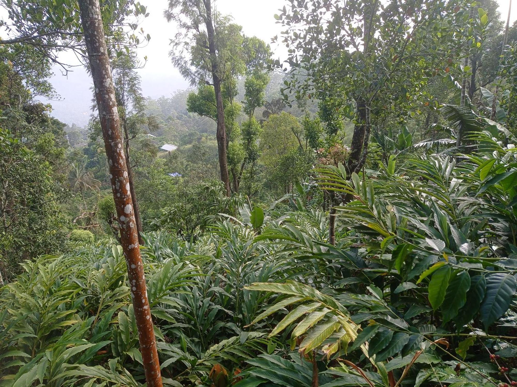 Munnar Home Stay Teadrops Plantation Villa Kültér fotó