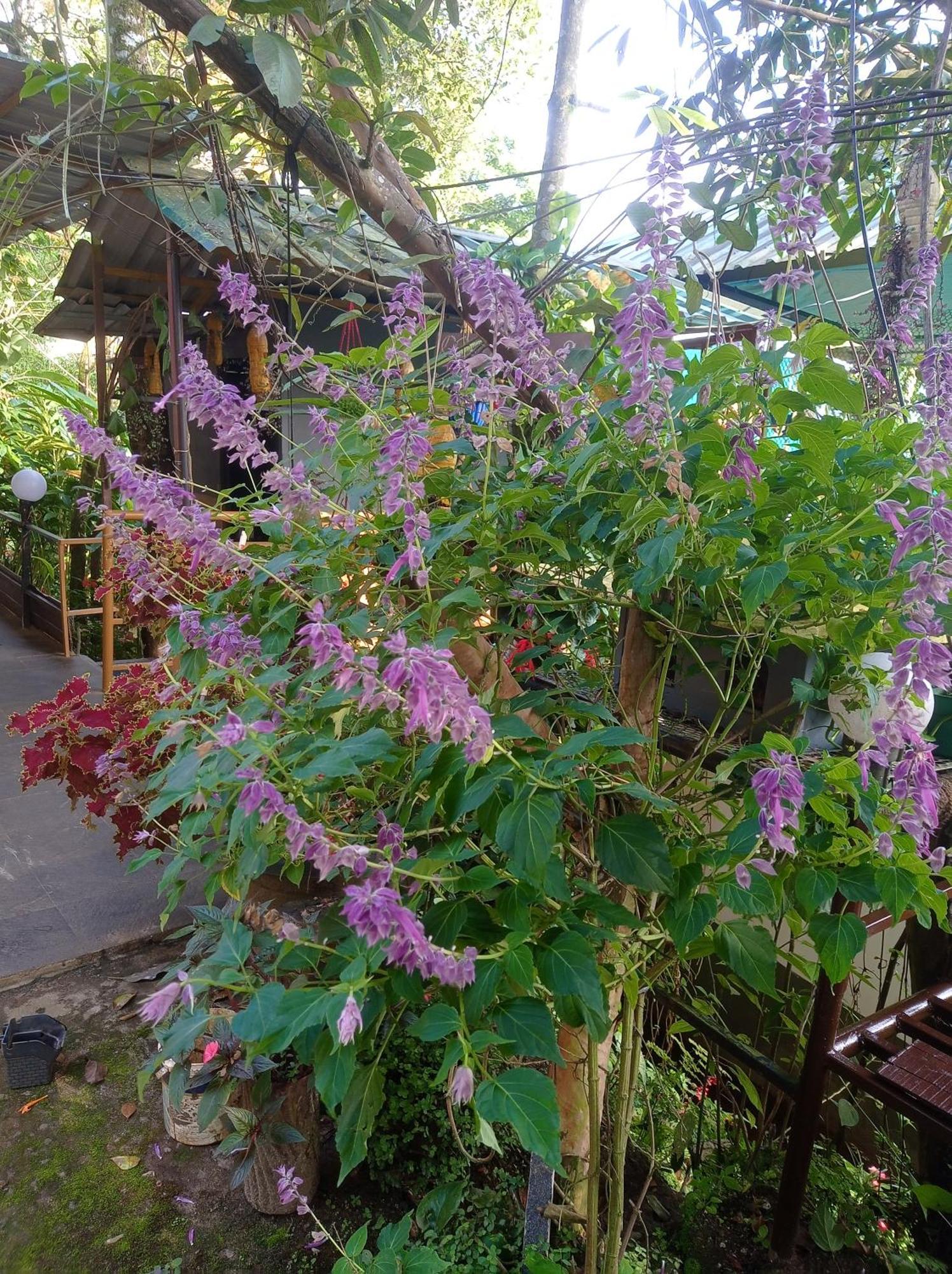 Munnar Home Stay Teadrops Plantation Villa Kültér fotó