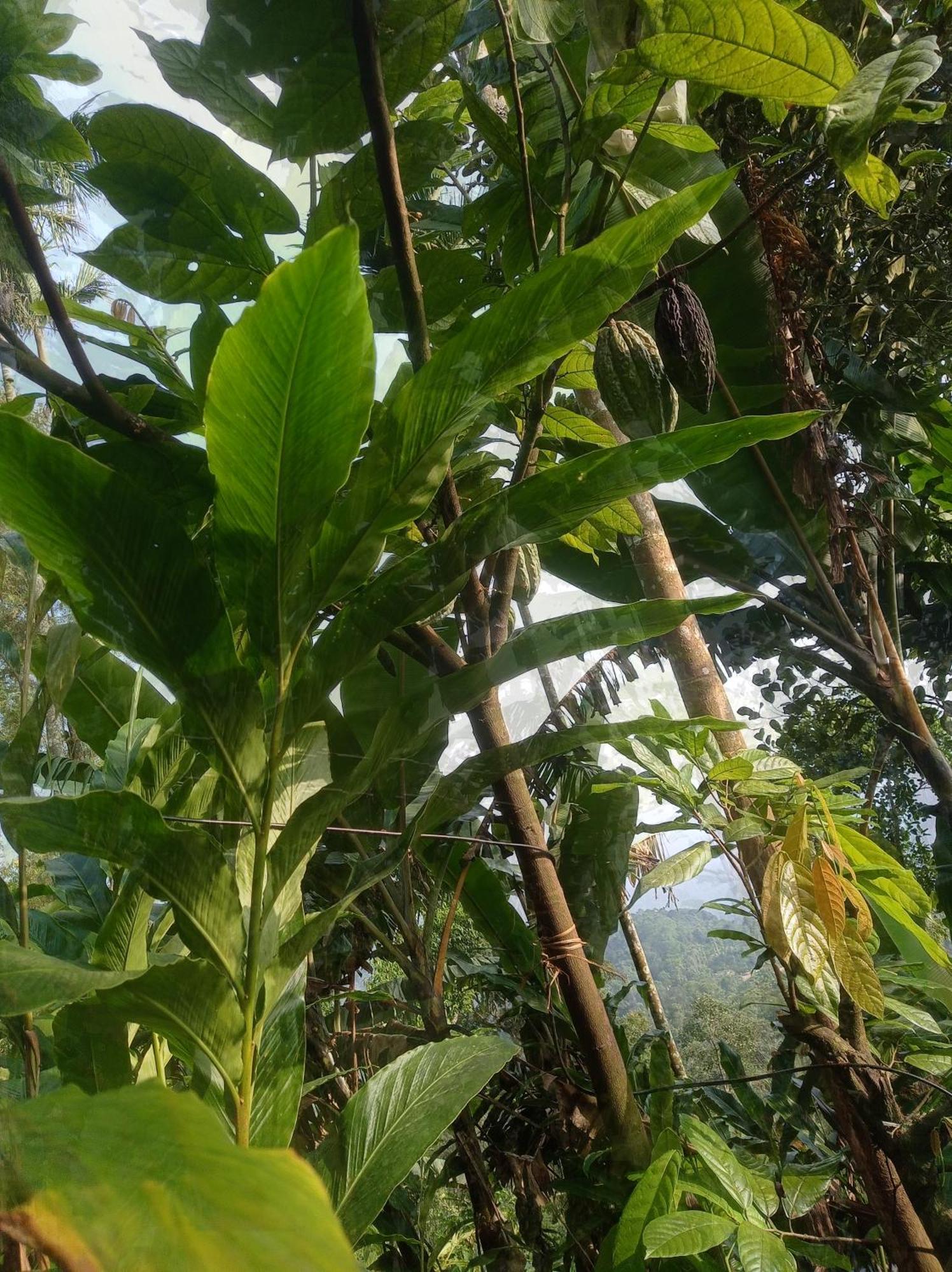 Munnar Home Stay Teadrops Plantation Villa Kültér fotó