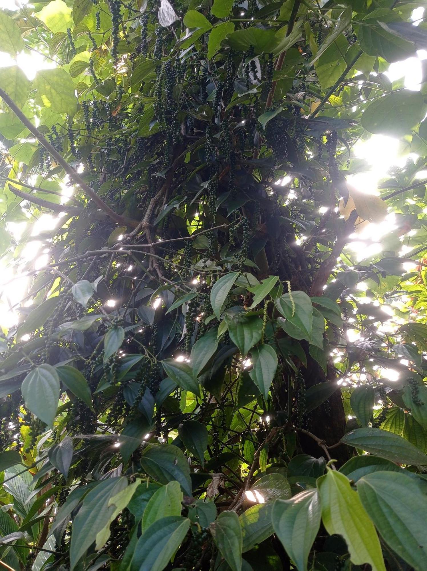 Munnar Home Stay Teadrops Plantation Villa Kültér fotó