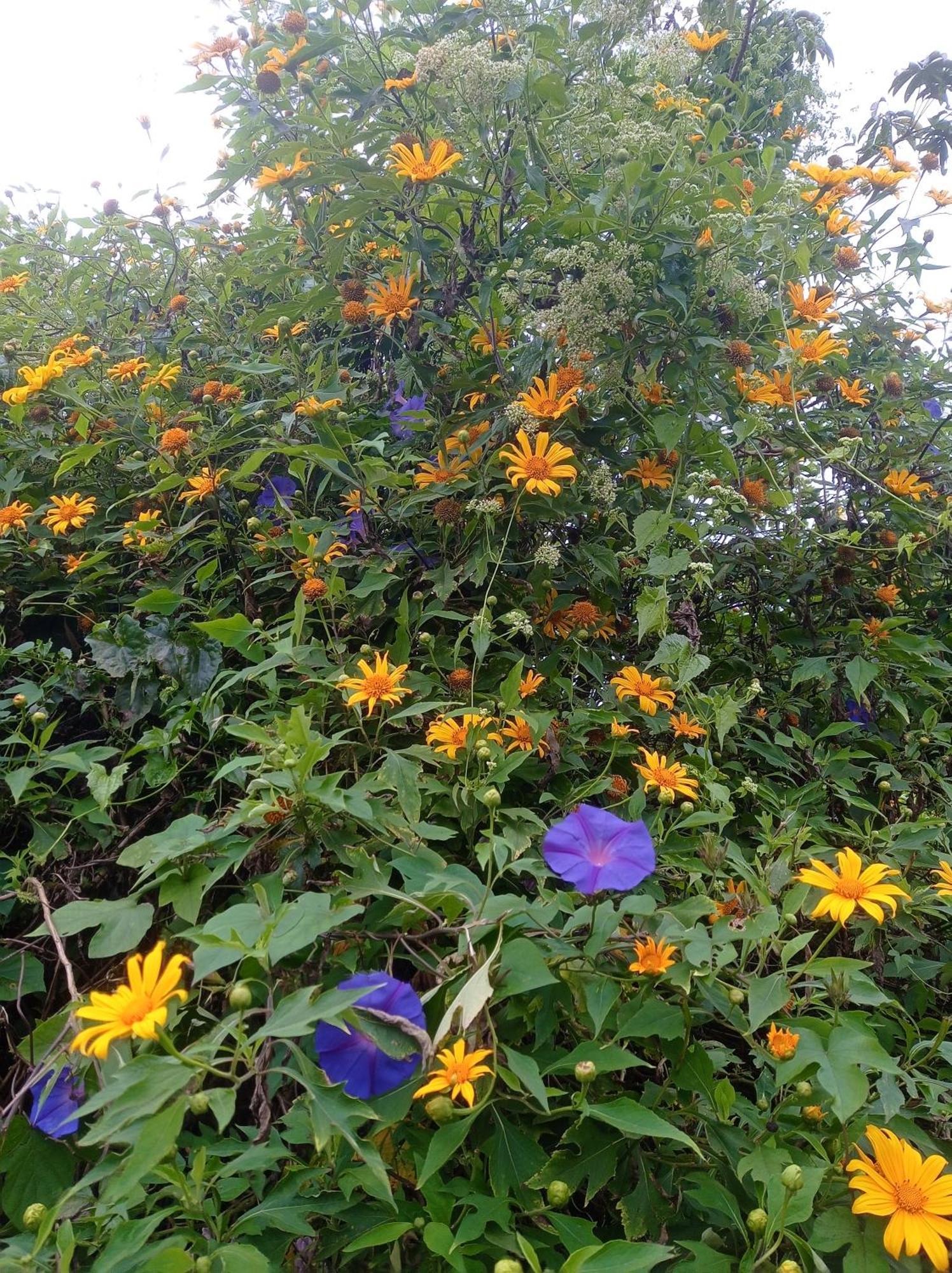 Munnar Home Stay Teadrops Plantation Villa Kültér fotó
