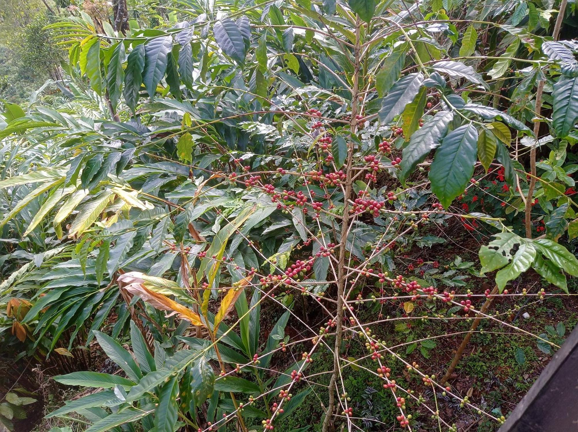 Munnar Home Stay Teadrops Plantation Villa Kültér fotó